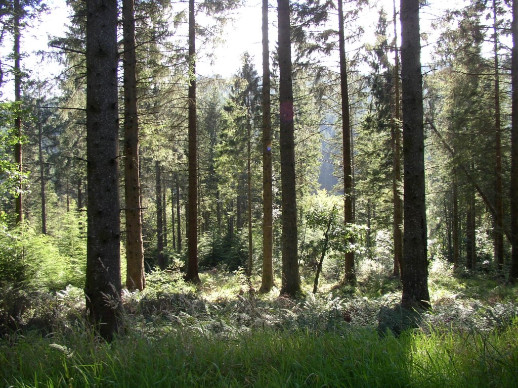 Clarification: FSC certification and carbon claims | Forest Stewardship ...