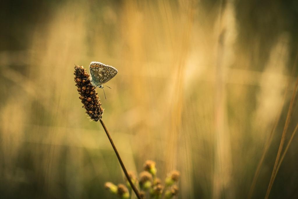 public-poll-for-fsc-uk-photo-competition-launched-forest-stewardship