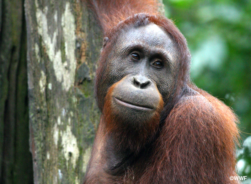 Borneo Initiative: Indonesian forests helping to protect endangered ...