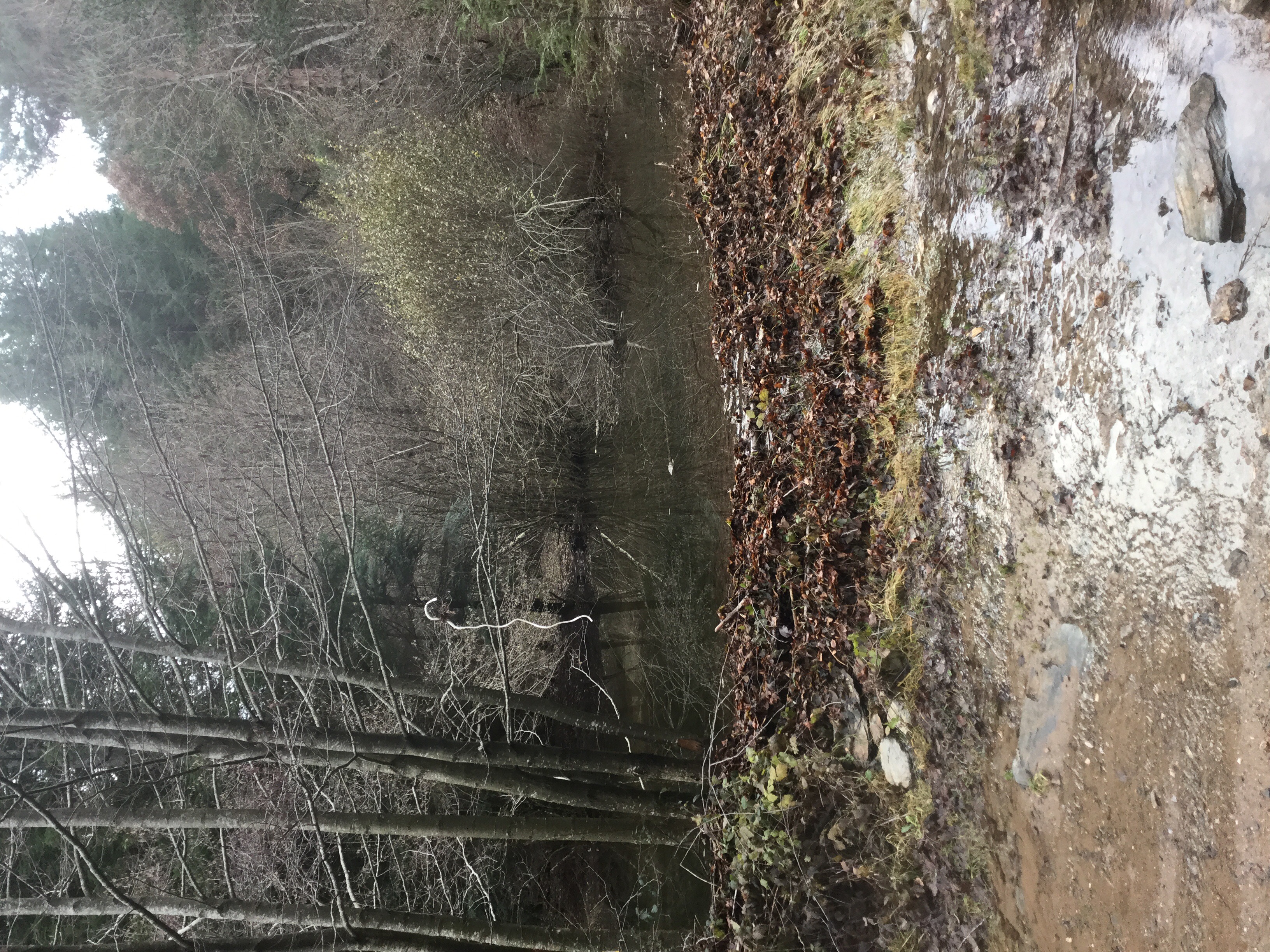 Forest in snow