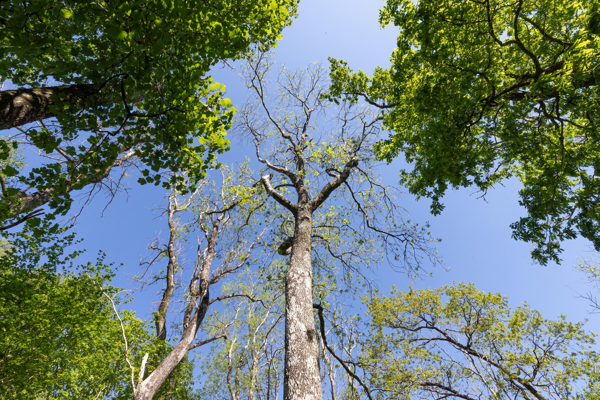 Ash Dieback disease Dolmelynllyn National Trust (C) FSC/Ben Porter