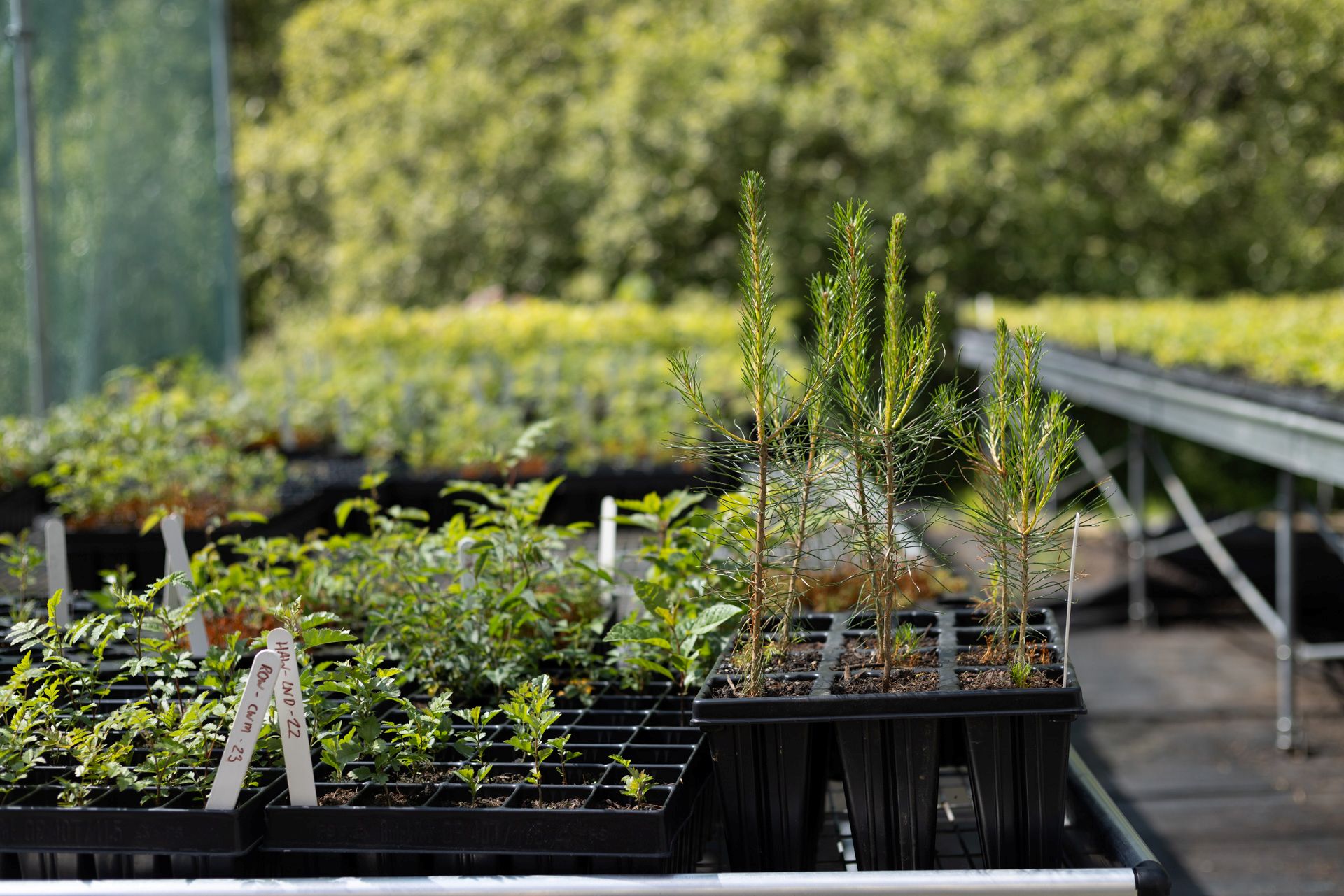Hafod Garregog tree nursery National Trust ©FSC/Ben Porter 