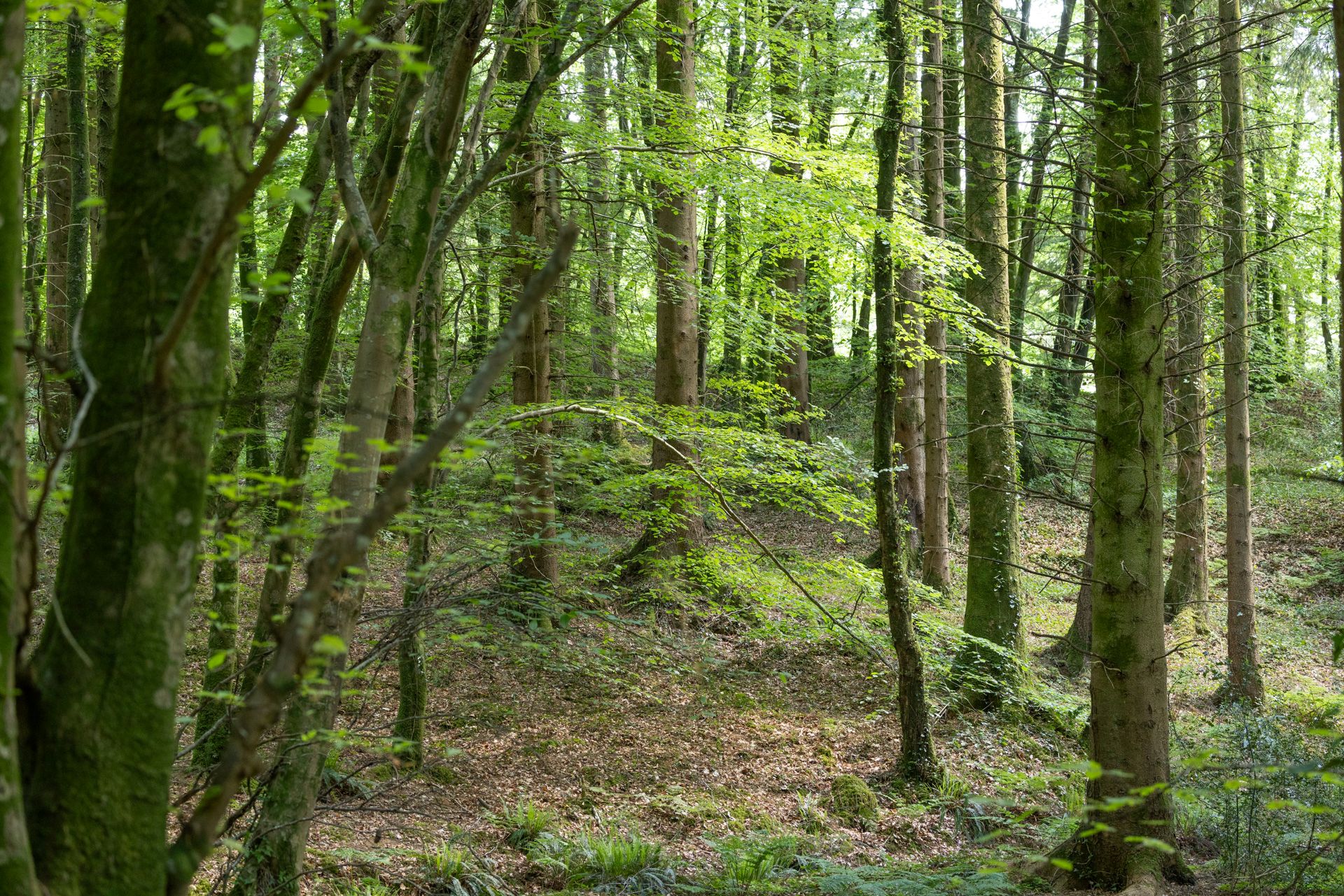 Coed Cae Fali National Trust ©FSC/Ben Porter
