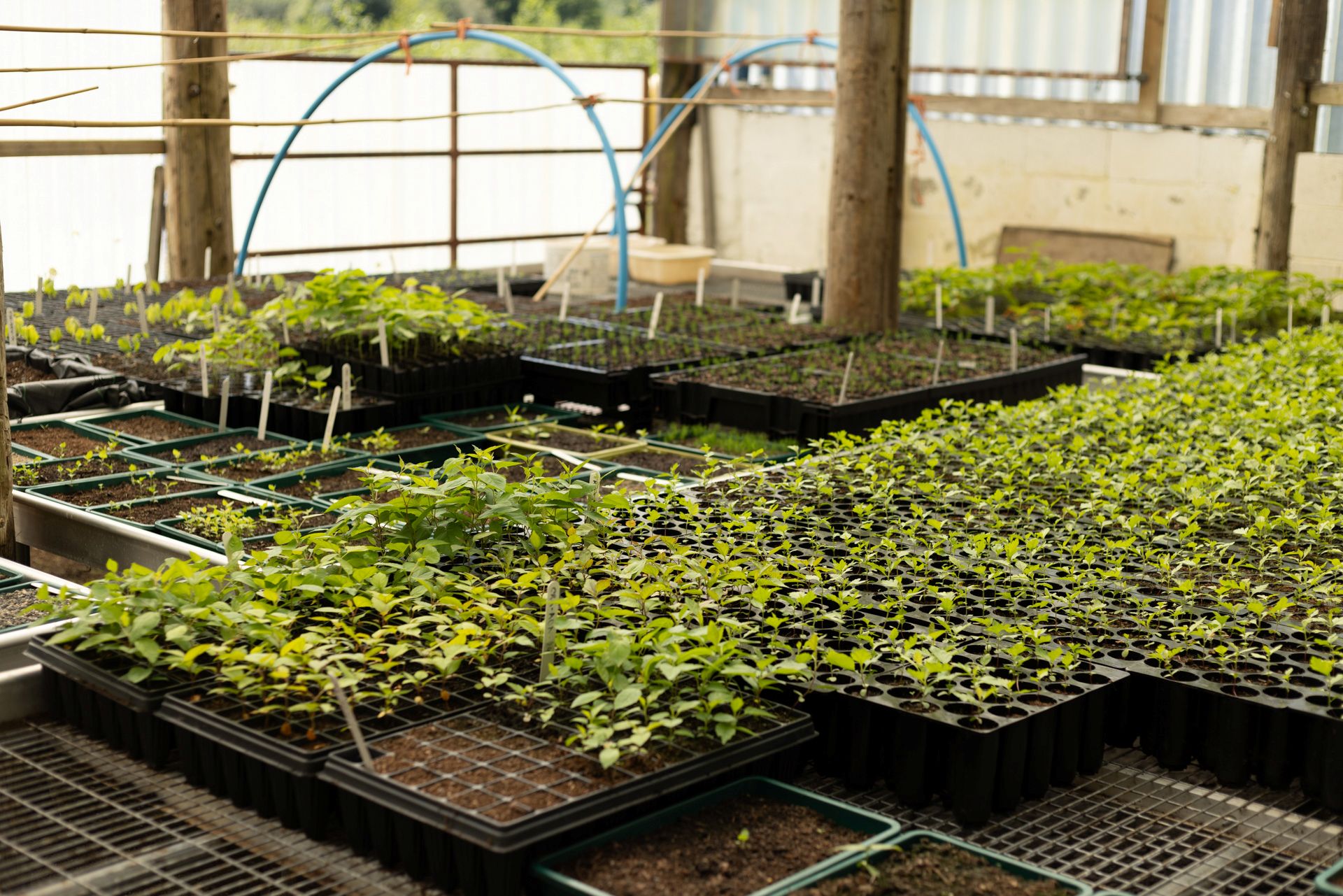 Hafod Garregog tree nursery National Trust ©FSC/Ben Porter 