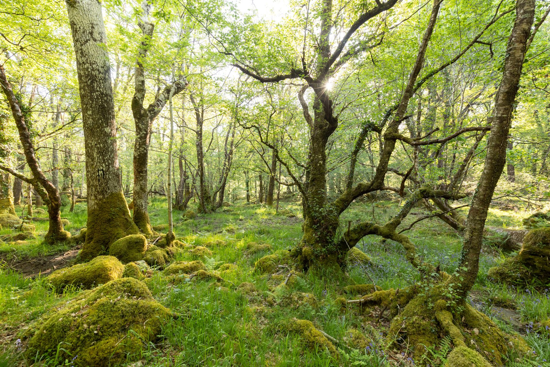 Dolmelynllyn temperate rainforest National Trust ©FSC/Ben Porter 