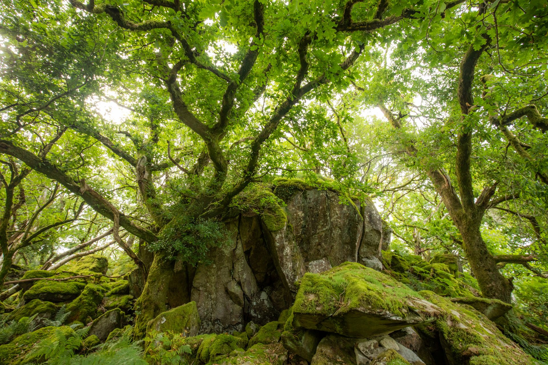 Dolmelynllyn temperate rainforest National Trust Ganllwyd (C) FSC/Ben Porter