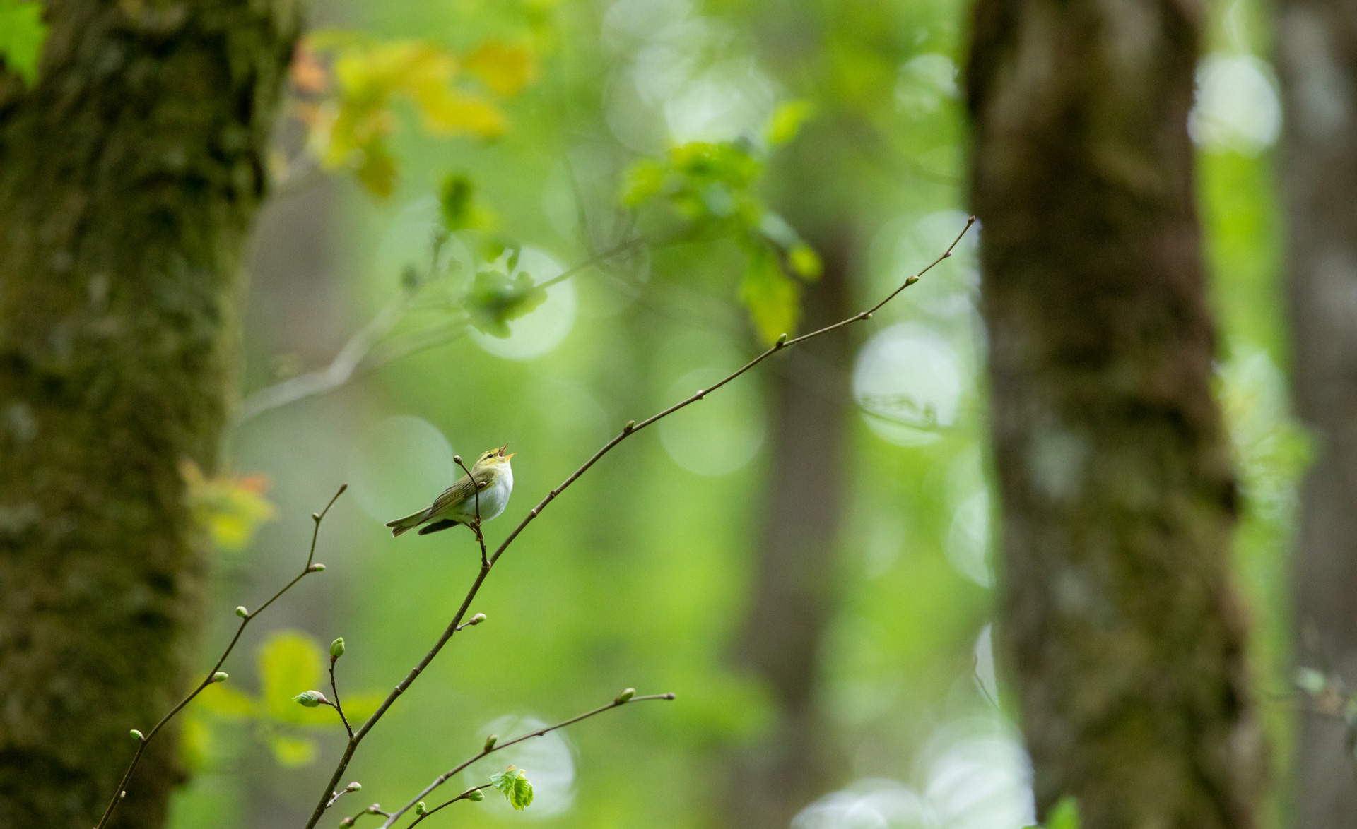 Wood Warbler_temperate rainforest National Trust  (C) FSC/Ben Porter
