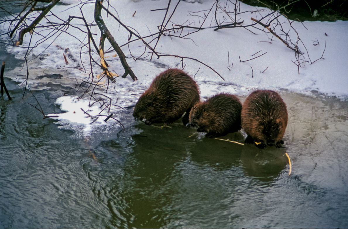 Beavers on riverbank