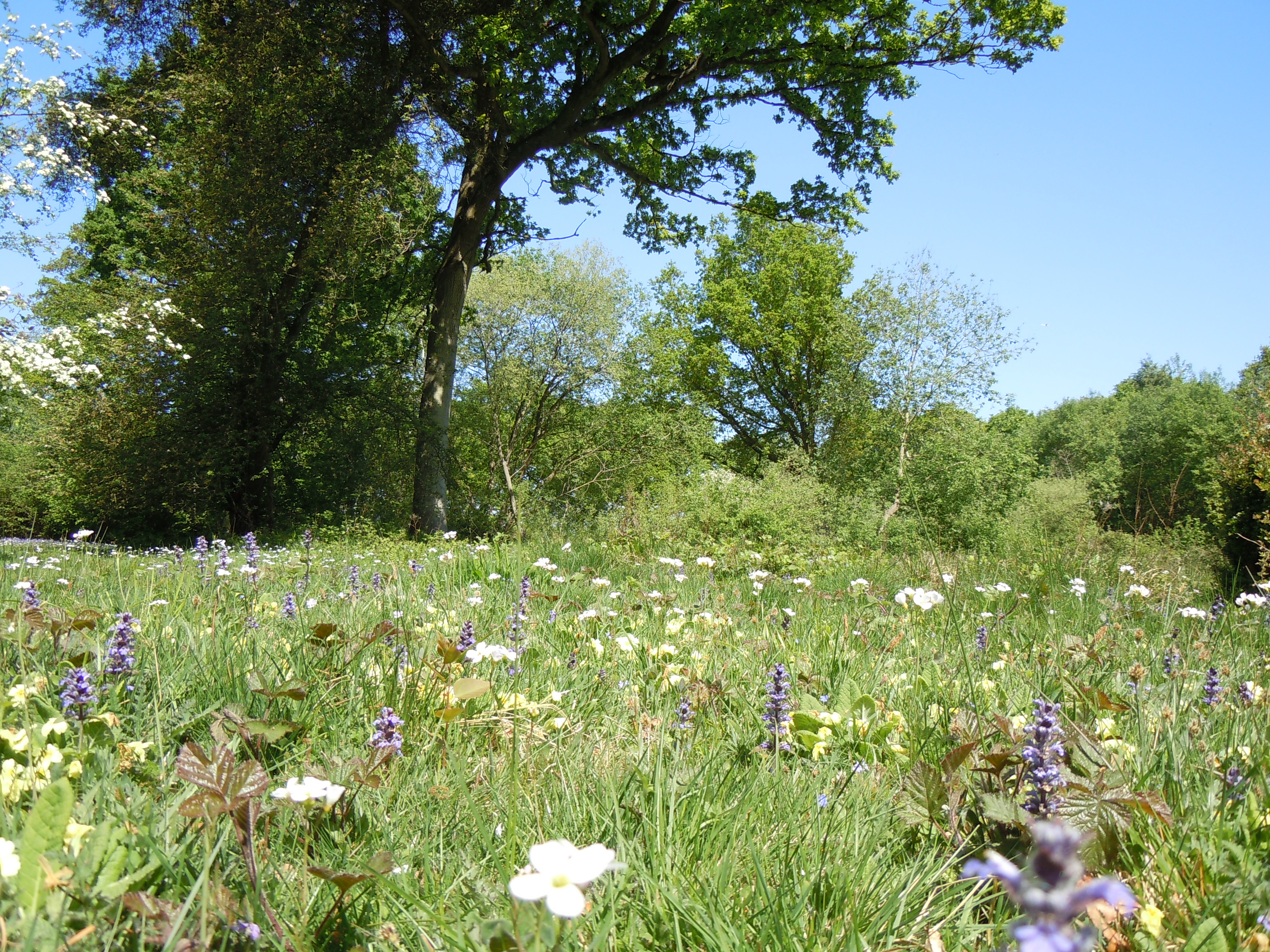 Wildflower meadow in a forest clearing 