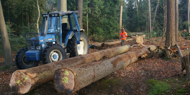 Harvesting high quality timber in Windsor Forest. Photo: Soil Association