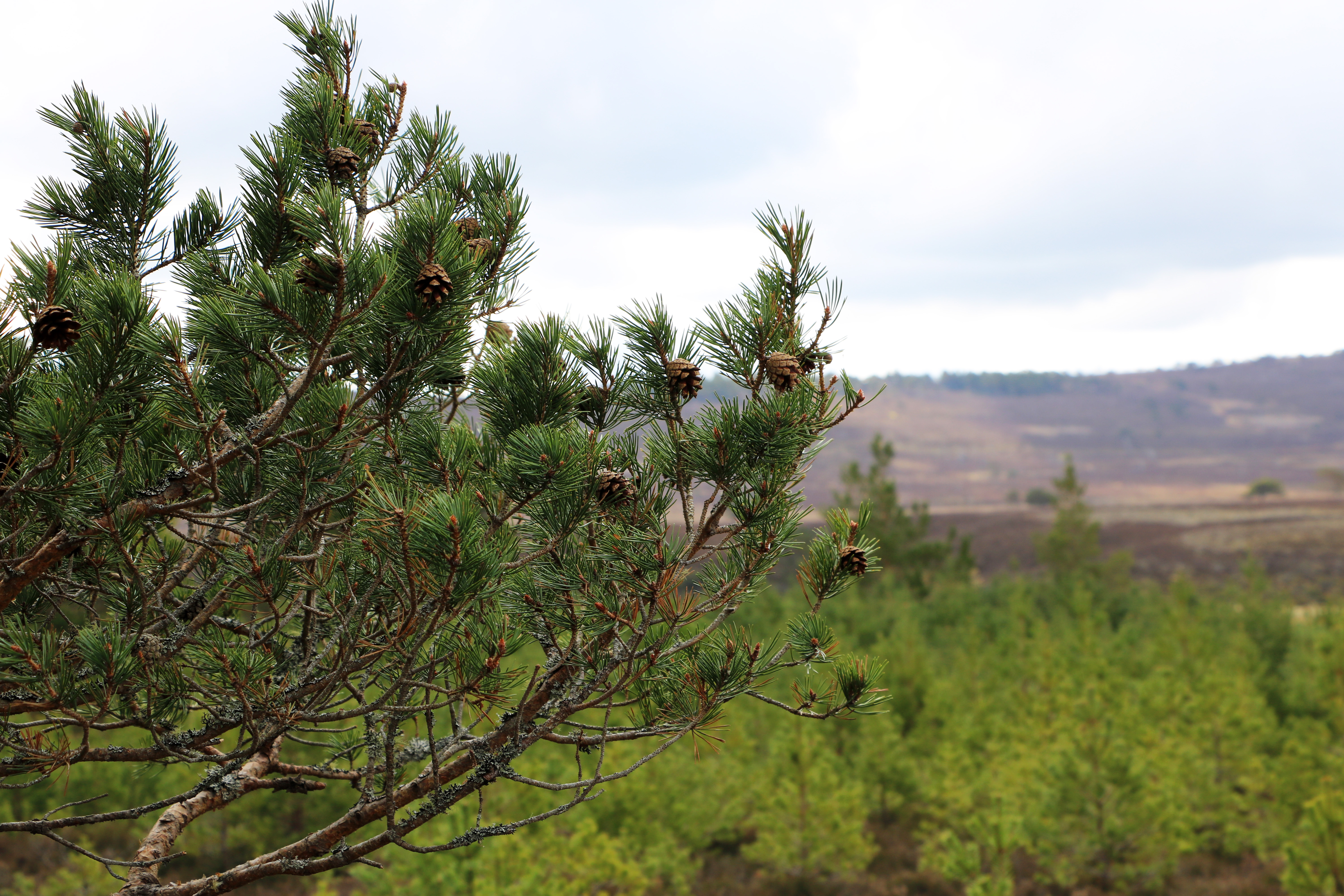 Strathspey estate fsc uk