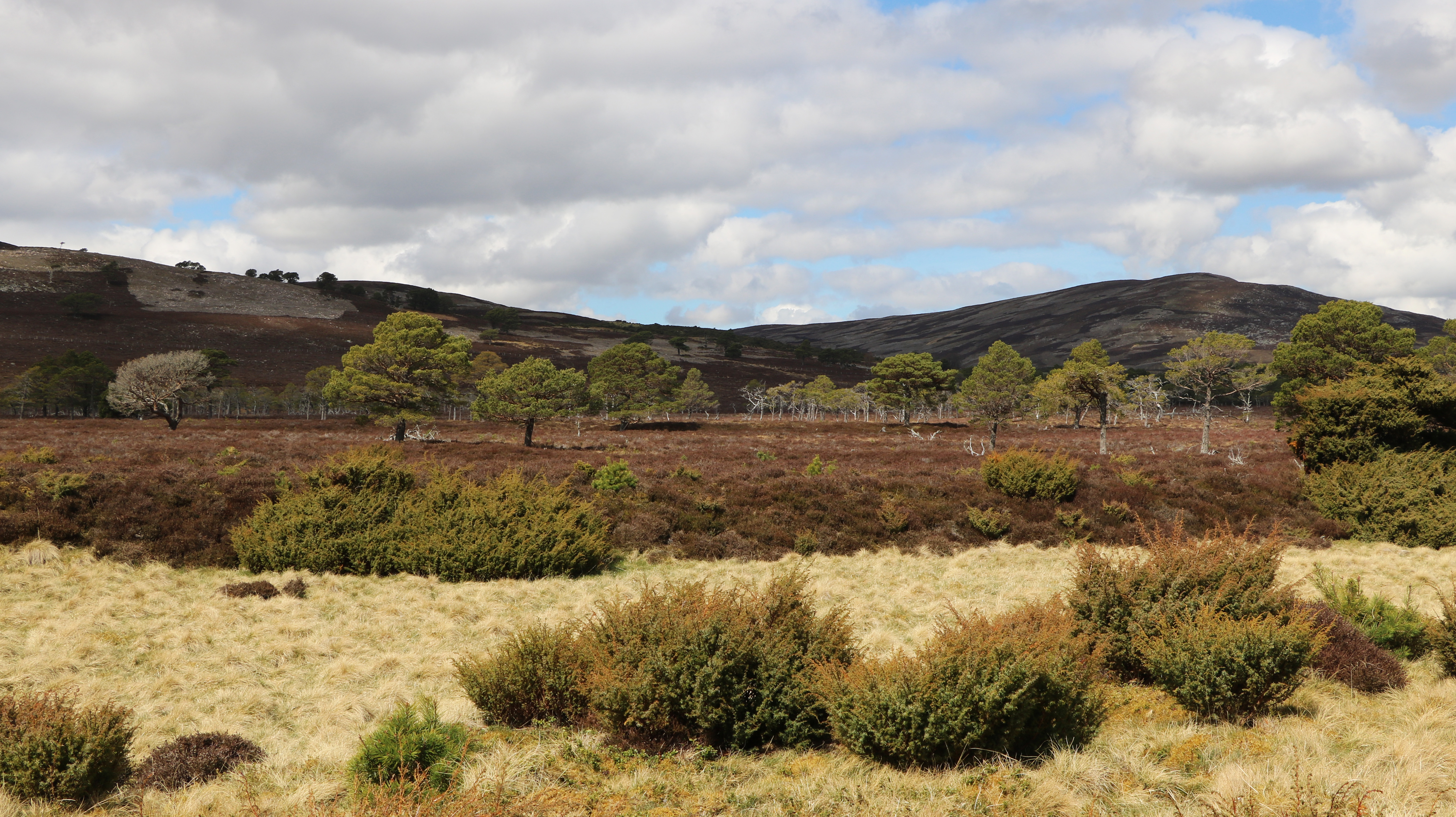 Strathspey estate fsc uk