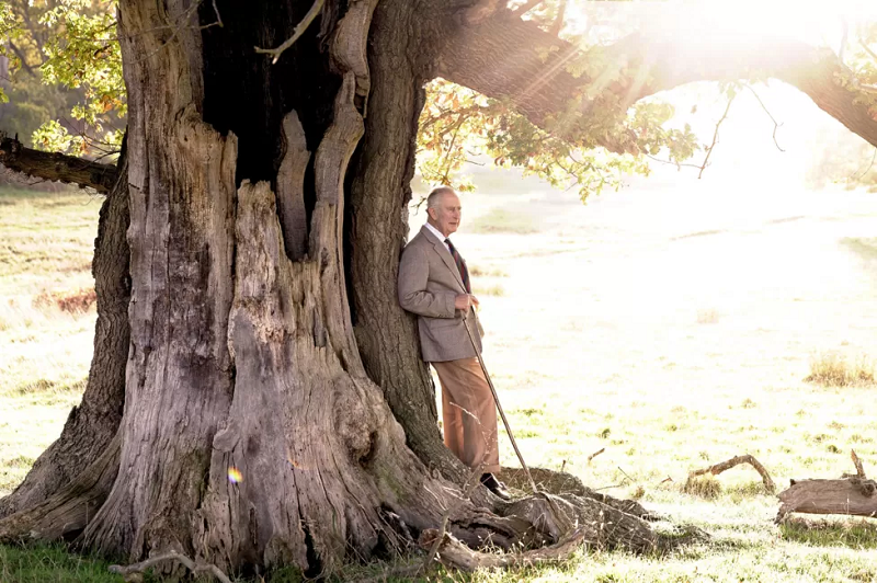 King Charles III stands beside an ancient oak tree in Windsor Great Park  by Chris Jackson AP