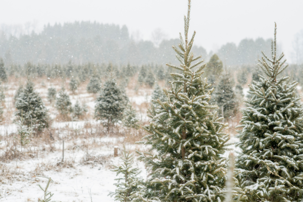 Christmas trees in snow