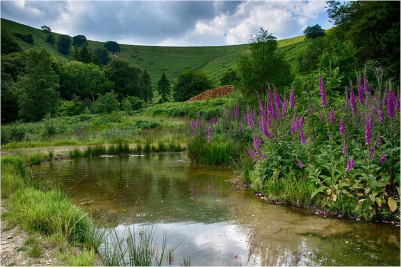 Blaen Bran Community Woodlands