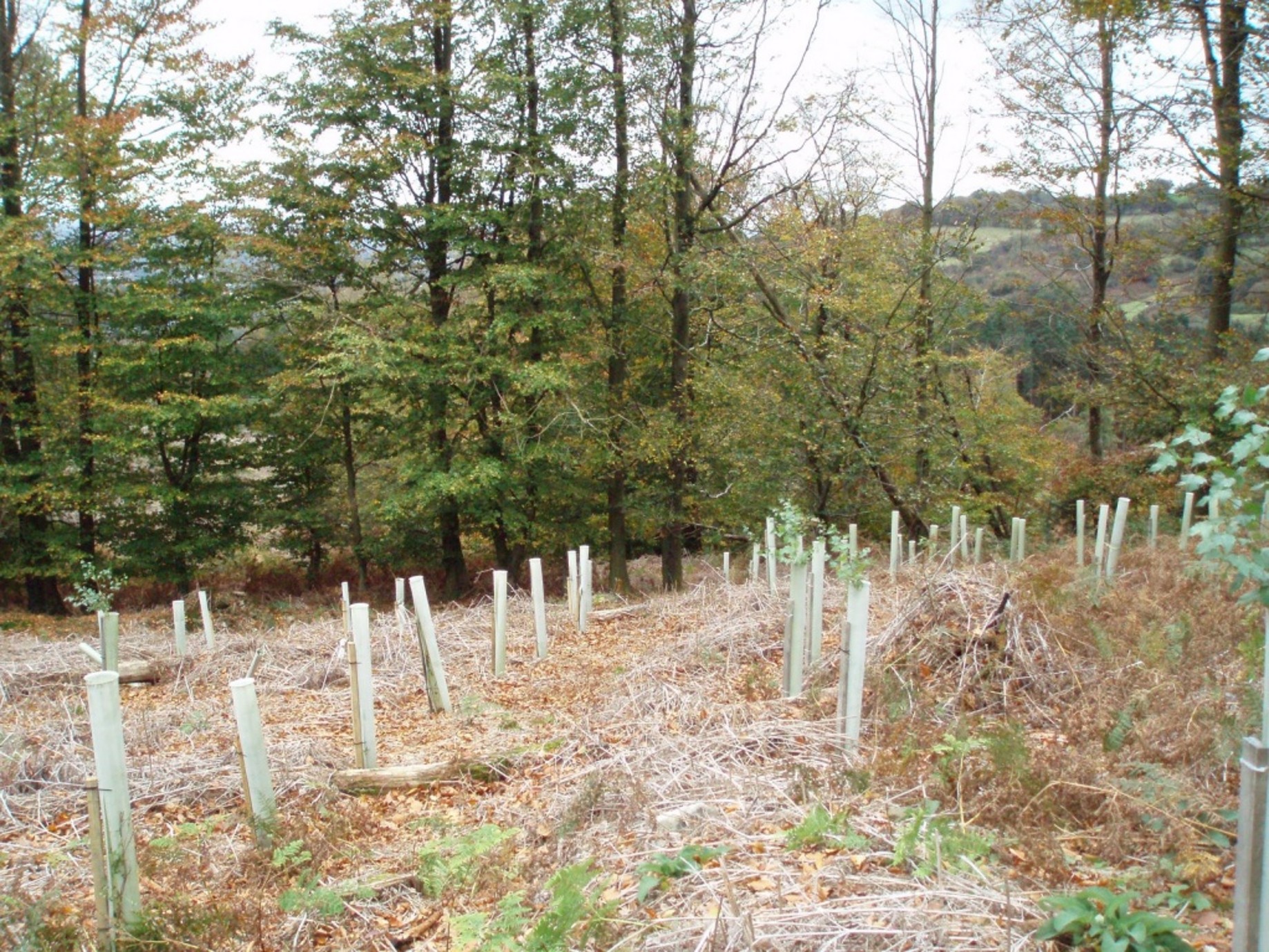 Blaen Bran Community Woodlands