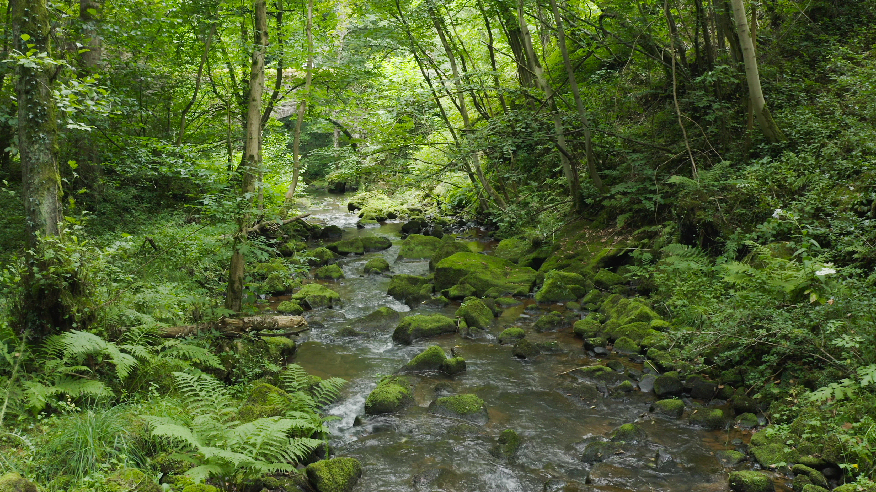 Image of river running through a woodland