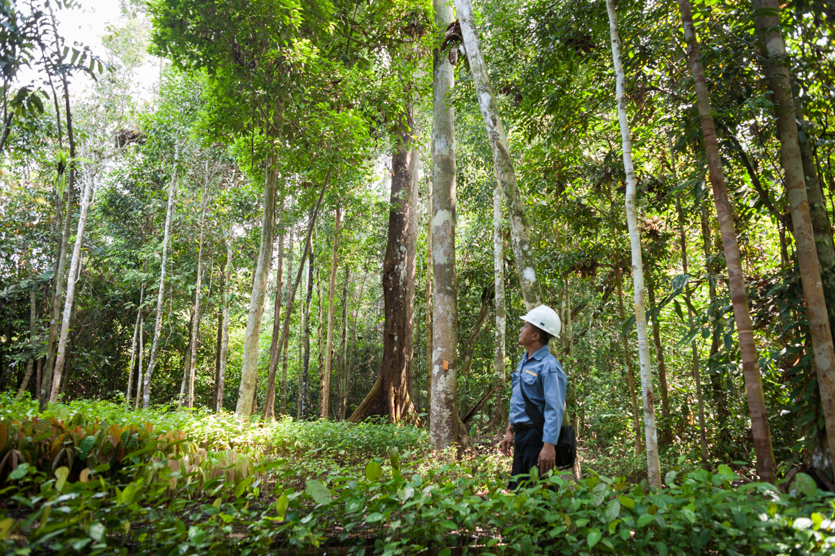 Borneo forest (C) Gripsure