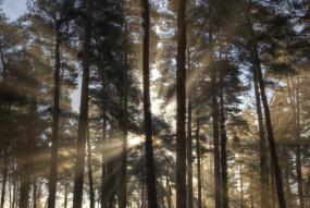 Swaffham Woods (c) FSC UK / Nick Ford