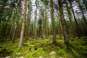Hafren forest (C) FSC UK