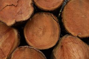 Timber © Edward Parker