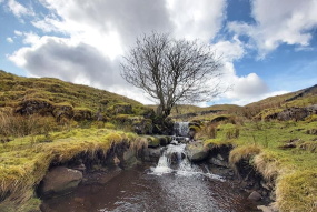 Snaizeholme (C) Woodland Trust