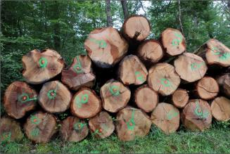French Oak (c) FSC France