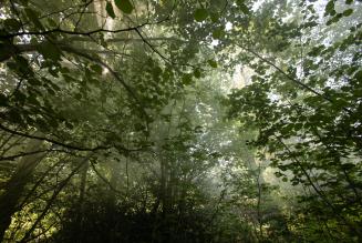 Blandford Forest (c) Edward Parker