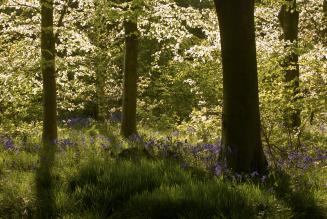 Bluebell in West Woods, by Max Moore