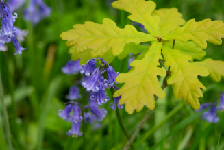 Oak sapling in bluebells