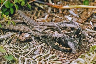 Nightjar (C) Forestry England