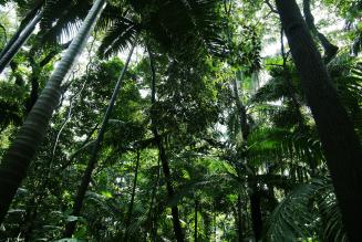 2016_ICCOMMS_Brazil_(c)FSC GD_Arturo_Escobar__0988.JPG