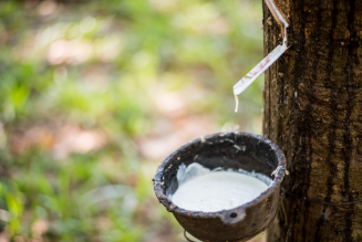 Natural rubber tree