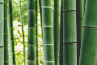 (C)FSC China_FSC certified bamboo forest