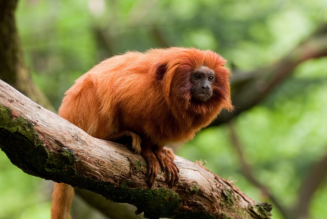 Golden lion tamarin (C)Zmeel -iStock