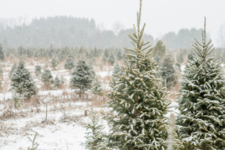 Can Christmas trees be FSC-certified?