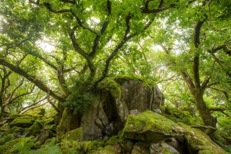 Dolmelynllyn - National Trust temperate rainforest (C) Ben Porter
