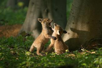 Fox Cubs Playing in FSC Certified Rockingham Forest