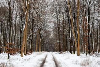 FSC certified Savernake Forest in Winter: 'The Grand Avenue'