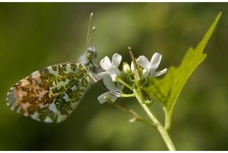 Orange Tip Butterfly