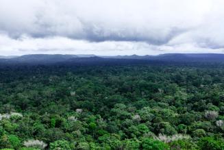 Amazon Rainforest in Brazil