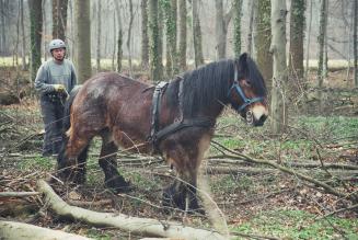 Horse Logging