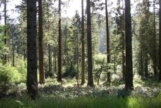 Coed y Brenin