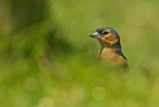 Chaffinch, New Forest