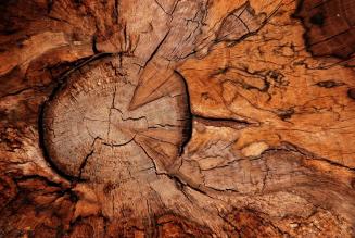 (c) Max More - taken in Savernake Forest (Forestry Commission) - 1st placed in the Timber category