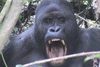 One of Born Free’s projects is helping to protect forests in and around Kahuzi-Biega National Park in the Democratic Republic of Congo, where Eastern Lowland Gorillas such as Chimanuka live