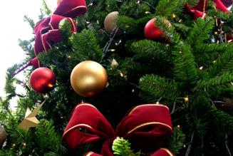 FSC certified Christmas trees are available from many Forestry Commission sites.