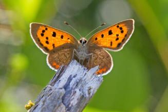(c) Iain Leadley - taken in Dalby Forest (Forestry Commission)