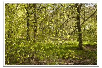 FSC forest