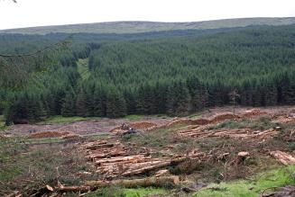 Forestry - Northern Ireland